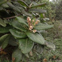 Symplocos cordifolia Thwaites
